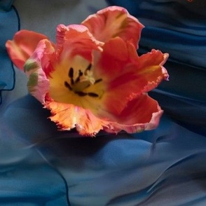 18x25-Inch Repeat of Apricot Parrot Tulips on Blue Silk Background 