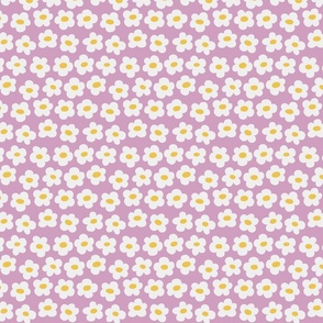 White daisy : blooming flower on a purple background (small) 