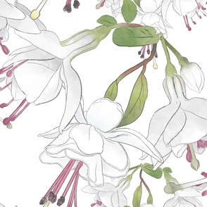 Just Fuchsia Flowers Tumbling Gently on White