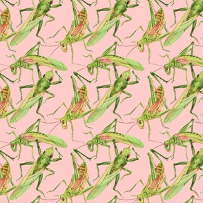 Enigmatic Dance: Pisces Bug Grasshopper Print