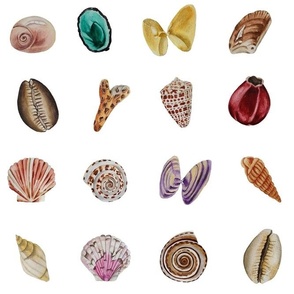 Assorted Shells