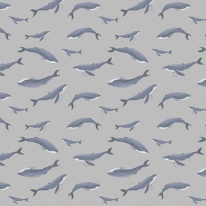 Grey whales into grey background