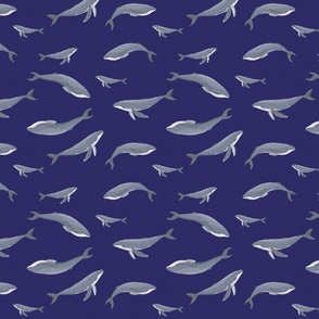 Grey whales into blue background