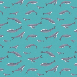 Grey whales into blue turquoise background