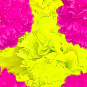 Pink Yellow Peonies Photography / Yellow Pink Peonies Photography - X Jumbo 
