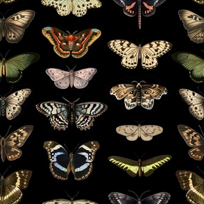 Nocturnal Mothmans and Butterflies