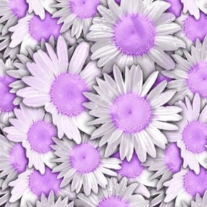 Duggins Castle Daisies Pale Purple Flowers 334