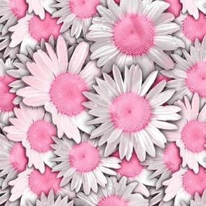 Duggins Castle Daisies Pale Pink Flowers 334