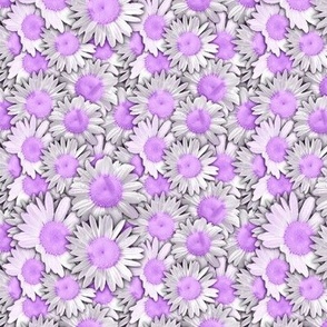 Duggins Castle Daisies Pale Purple Flowers