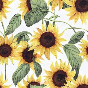 Sunflowers,summer,flowers 
