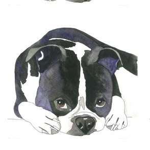 Winston  boston Terrier dog 16x15