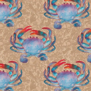 Crustacean Core Blue swimmer crab  on X-ray shells dark sand medium Scale