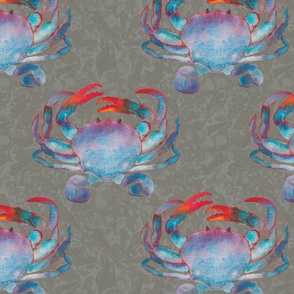 Crustacean Core Blue swimmer crab  on X-ray shells grey medium scale