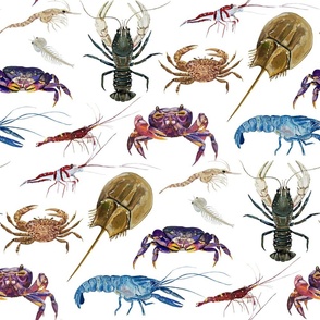 ENDANGERED Crustaceans Around the World