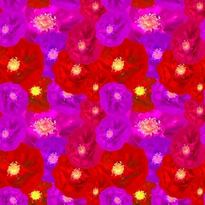 Red Purple Rose Photography / Purple Red Rose Photography - Large Scale / Full of Floral