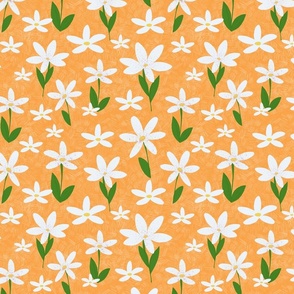 Jasmine Flowers - orange
