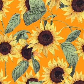 Sunflower,summer,flowers,orange background 