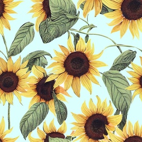 Sunflowers,summer,flowers,light blue background 