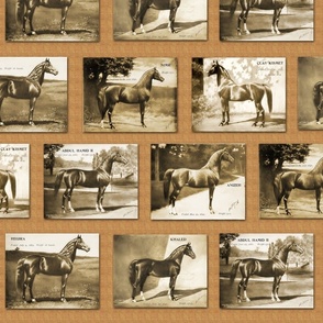 1907 Arabian and Half Arabian Horses in Sepia