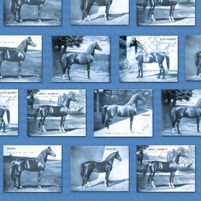 1907 Arabian and Half Arabian Horses in Blue