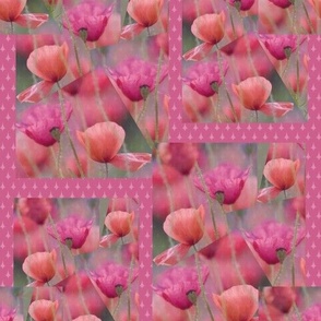 Poppy Flower Patterns 05