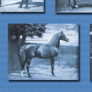 1907 Arabian and Half Arabian Horses in Blue Large Scale