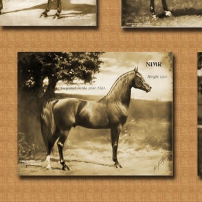 1907 Arabian and Half Arabian Horses in Sepia Large Scale