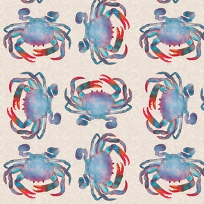 Blue swimmer crabs duelling on X-ray shells light sand 