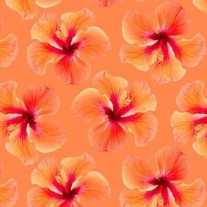 Hibiscus Photo Orange