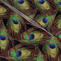 Peacock Feathers - Single - ZigZag