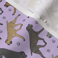 Tiny Trotting uncropped Cane Corso and paw prints - lavender