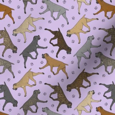 Tiny Trotting uncropped Cane Corso and paw prints - lavender