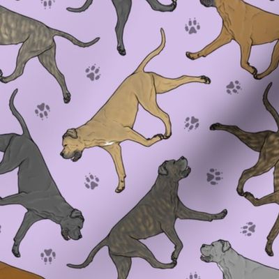Trotting natural Cane Corso and paw prints - lavender