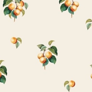 Apricots v4 Equalized Crema // medium