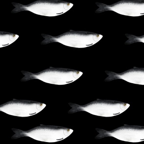medium - Moody herring fish - dark gray on black