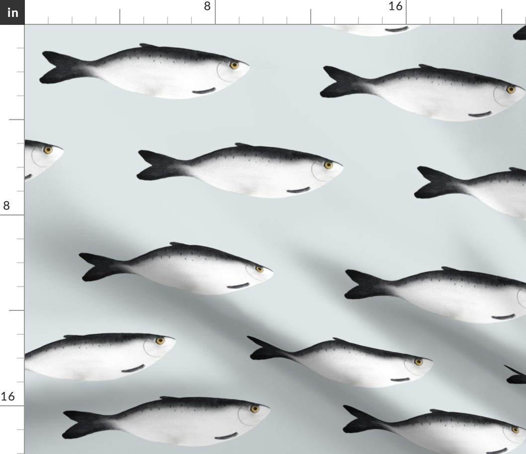 medium - medium - Moody herring fish - dark gray on eggshell light blue