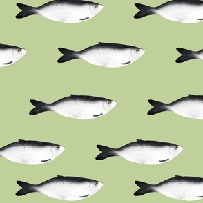 medium - Moody herring fish - dark gray on tea green