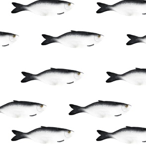 medium - Moody herring fish - dark gray on white