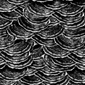 Monochrome all over pattern of Turkey Tail Mushrooms