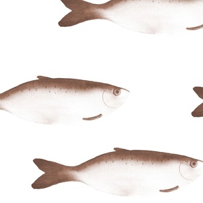 large - Moody herring fish - pinecone brown sepia on white