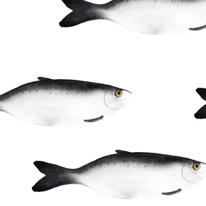 large - Moody herring fish - dark gray on white