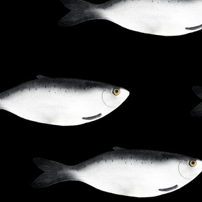 large - Moody herring fish - dark gray on black