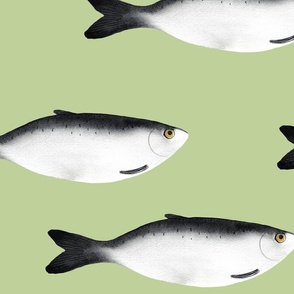 large - Moody herring fish - dark gray on tea green