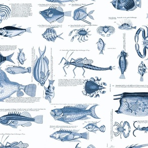 Monochrome Blue Vintage Fish And Sea Life Illustration