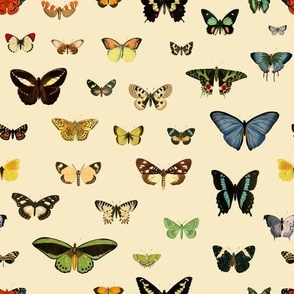 Vintage Butterfly: Rainbow Butterflies