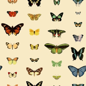 Vintage Butterfly: Rainbow Butterflies & Stripes
