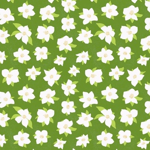Apple flowers - Green background