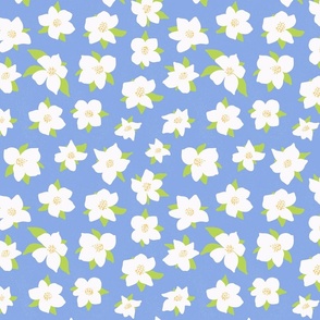 Apple flowers - blue background