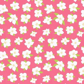 Apple flowers- Pink background