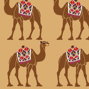 Camels with load